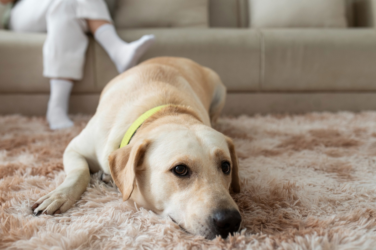 Tips and Tricks to Keep Your Carpet Clean with Pets