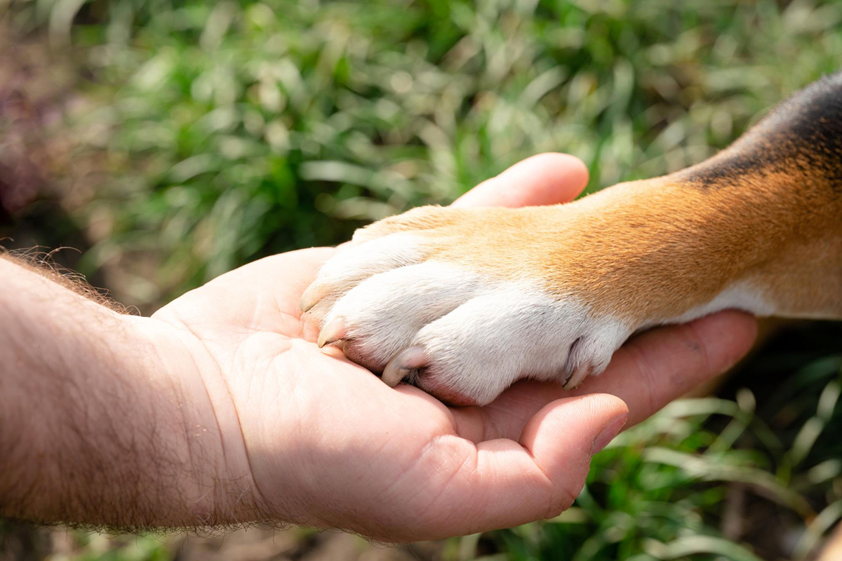 Tips and Tricks to Reduce Your Carbon Pawprint