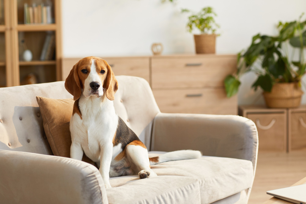 Apartment Living Tips for Pet Owners