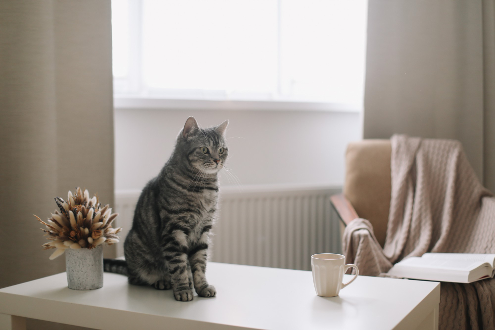 Best Pets for Apartment Living