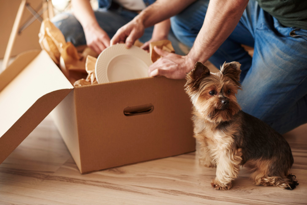 Moving with Pets: Essential Tips for Apartment Living Success