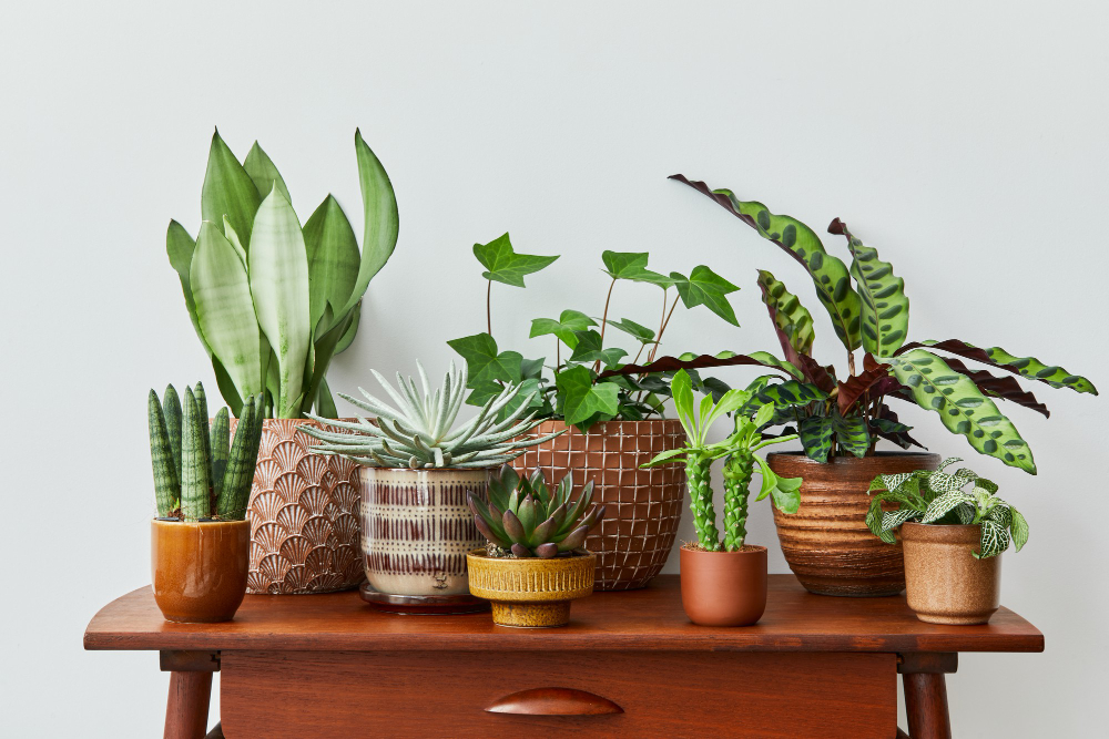 Small Space Plants That Create a Peaceful Home Sanctuary